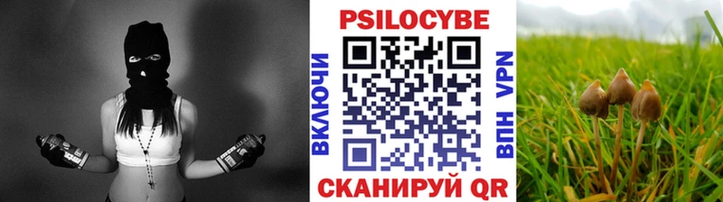где найти   Энем  дарк нет как зайти  Псилоцибиновые грибы Psilocybine cubensis 